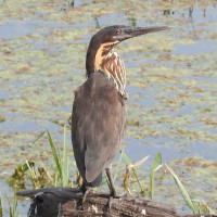 Black Bittern